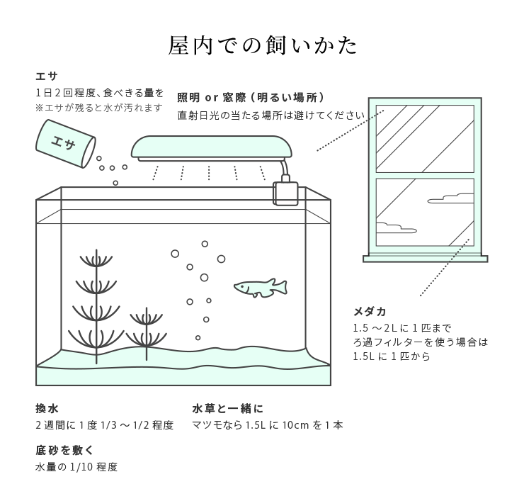 メダカ の 飼い 方