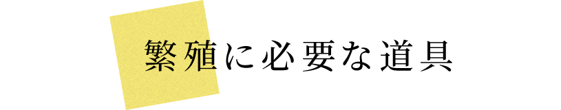 Kbo 趣味のメダカ 殖やして嬉しい カミハタビジネスオンライン