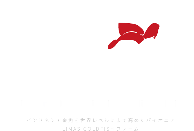  珠玉のインドネシア産金魚、日本上陸 Limsfarm インドネシア金魚を世界レベルにまで高めたパイオニア