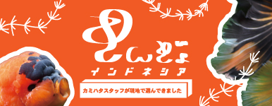 【金魚】カミハタスタッフセレクト インドネシア産金魚