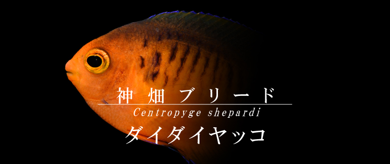 T【海水魚】ダイダイヤッコ カミハタブリード 注文受付