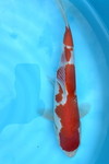 紅白 7