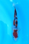 大正三色 1