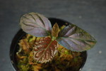 ラビシアsp. Sarawak 'Metallic Brown type' 4