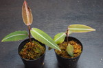 ラビシアsp. Narathiwat 2鉢セット 4