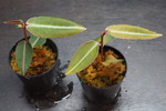 ラビシアsp. Narathiwat 2鉢セット 7