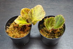 ベゴニア 'Heliotrope' 2鉢セット 1