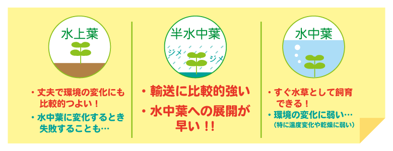 KBO 水草/組織培養 カミハタビジネスオンライン