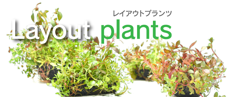 レイアウトプランツ 寄せ植え水草 カミハタビジネスオンライン