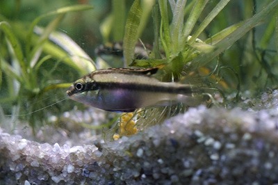 Kbo 水草水槽のコケ取り隊にペルビカ プルケールはいかがですか 熱帯魚 カミハタビジネスオンライン