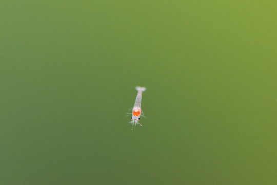 浮遊するスカーレットシュリンプ稚エビ