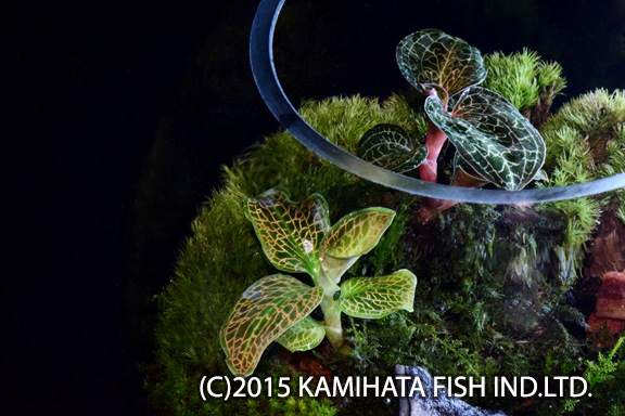 KBO 水草/観葉植物/ジュエルオーキッド｜カミハタビジネスオンライン