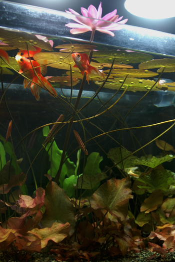 Kbo ニムファで金魚やメダカが飼える水草水槽をつくりませんか 水草 カミハタビジネスオンライン