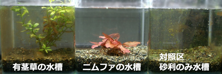 Kbo ニムファで金魚やメダカが飼える水草水槽をつくりませんか 水草 カミハタビジネスオンライン