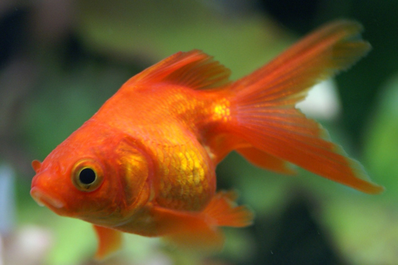ニムファ水槽で飼育している金魚