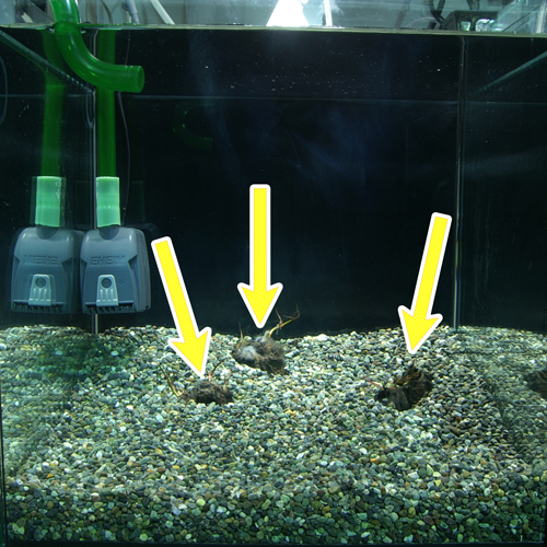 Kbo ニムファで金魚やメダカが飼える水草水槽をつくりませんか 水草 カミハタビジネスオンライン