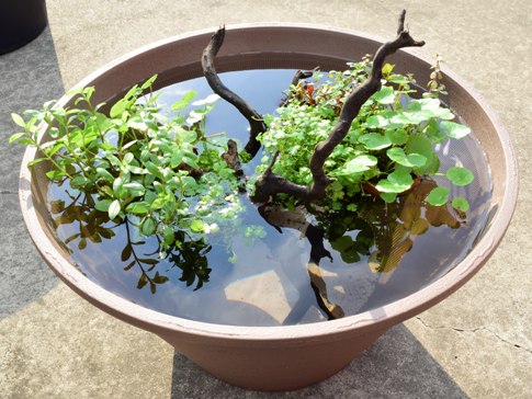 KBO 「水草の島」でメダカ鉢を自由に、新しく！: カミハタ用品 