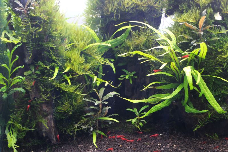 KBO TWINSTAR（ツインスター） LEDを使用した60cm水槽の水草