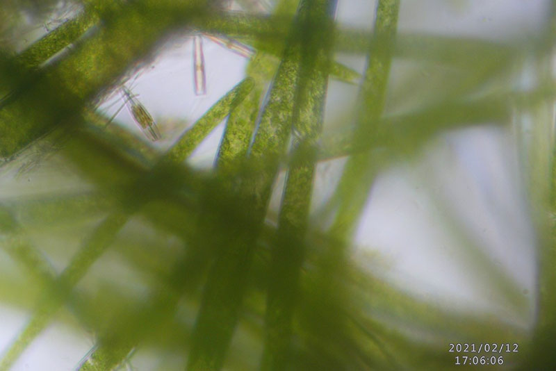 Kbo アクアリウム水槽に発生する苔 コケ の種類ごとの原因と対策 カミハタビジネスオンライン