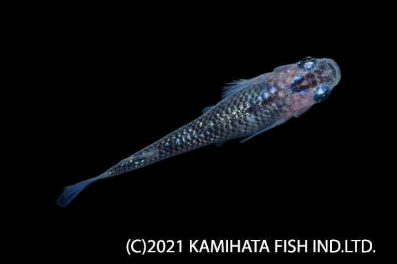 Kbo メダカの人気品種21 金魚 カミハタビジネスオンライン Kbo メダカの人気品種21 金魚 カミハタビジネスオンライン