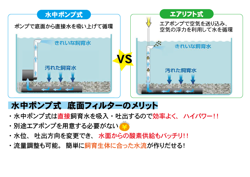 Kbo 丸い金魚は 浅めの水深で飼育する 金魚 カミハタビジネスオンライン