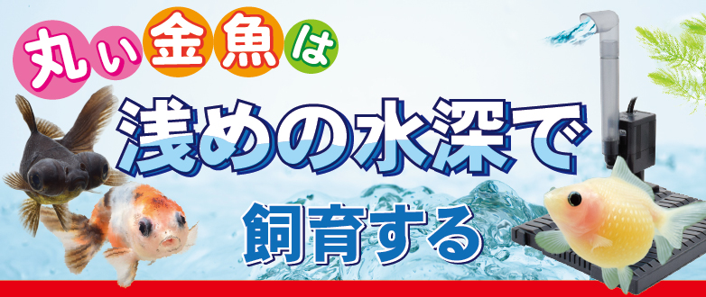 ピンポン パール 飼い 方