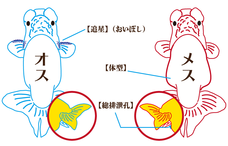 Kbo らんちゅうの見方 オスメスの見分け方のポイント 金魚 カミハタビジネスオンライン