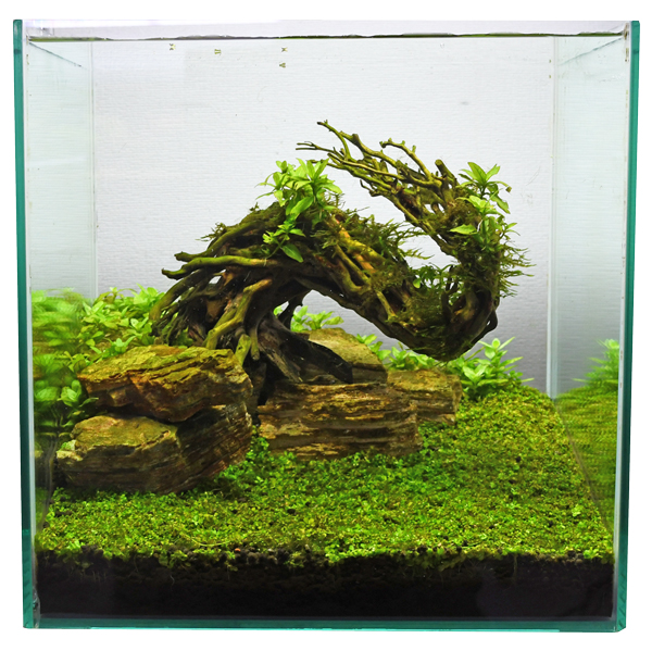 KBO 水景BONSAI（盆栽流木）を使って簡単に本格的な流木レイアウトを ...