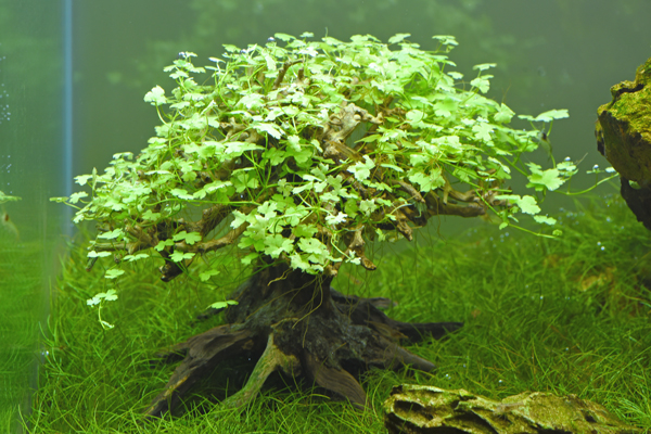 KBO 水景BONSAI（盆栽流木）を使って簡単に本格的な流木レイアウトを ...