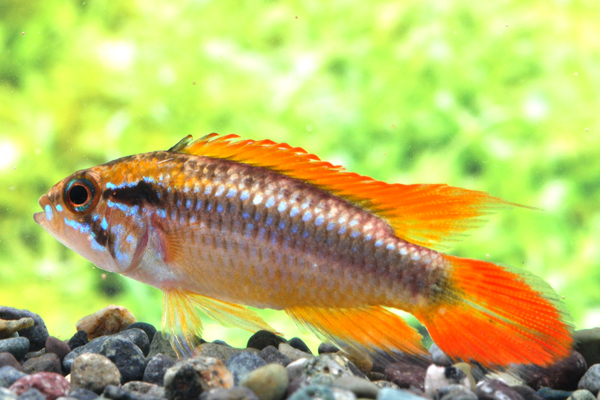 Kbo 今月の一押し 熱帯魚 水草 3月 イベント カミハタビジネスオンライン