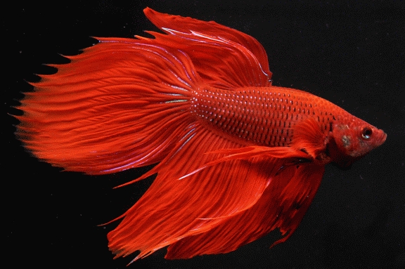 Kbo 今月の特集 熱帯魚 水草 6月 カミハタビジネスオンライン