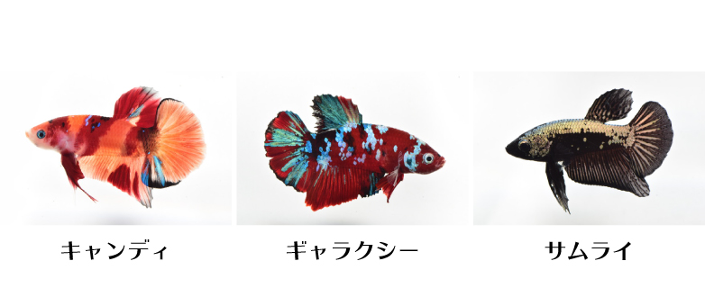 Kbo 今月の特集 熱帯魚 水草 6月 カミハタビジネスオンライン