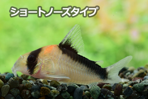 Kbo 今月の特集 熱帯魚 水草 10月 カミハタビジネスオンライン
