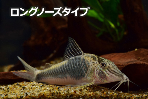 Kbo 今月の特集 熱帯魚 水草 10月 カミハタビジネスオンライン