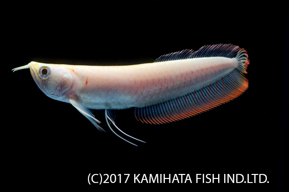 シルバー50cm 古代魚