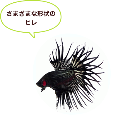 ܂܂Ȍ`̃q