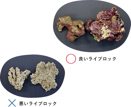 KBO 小型水槽で海水魚を飼おう！｜カミハタビジネスオンライン