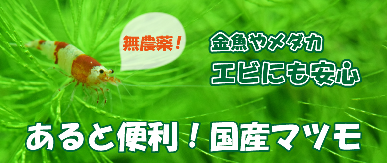 Kbo 水草初心者には国産マツモがおすすめ 金魚 メダカ エビにも安心な利用方法とは 水草 カミハタビジネスオンライン