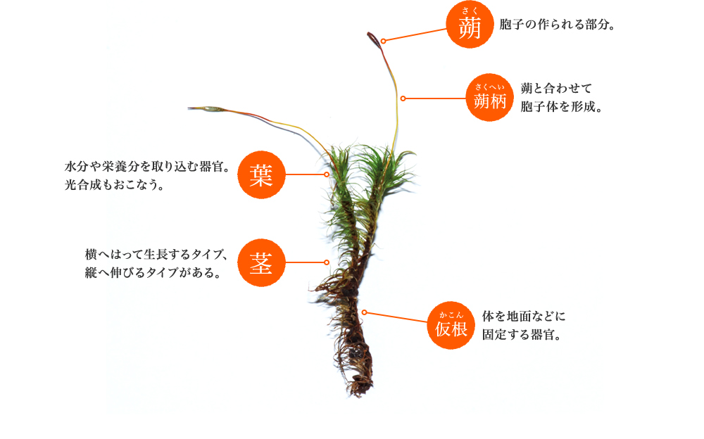 蒴 Eq̍镔B 蒴 蒴ƍ킹 Eq̂`B t h{荞ފ튯B ȂB s ւ͂Đ^CvA c֐Lт^CvB  ̂nʂȂǂ Œ肷튯B