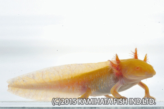 Kbo 水の妖精 ウーパールーパー カミハタビジネスオンライン