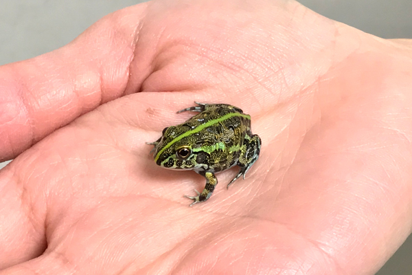 飼育 ツチガエル ツチガエル：カエル：養殖：飼育：餌