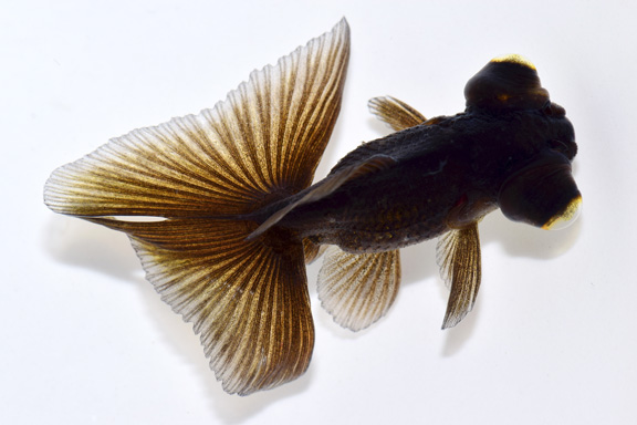 どんぶりにオススメの金魚　蝶尾