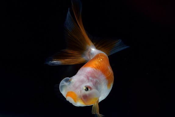 どんぶりにオススメの金魚　水泡眼