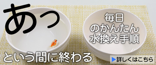 あっという間に終わる、毎日のかんたん水換えの手順