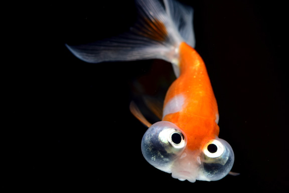 どんぶりにオススメの金魚　頂点眼