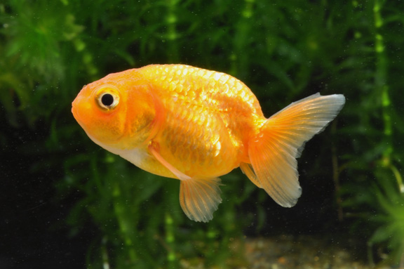 どんぶりにオススメの金魚　らんちゅう