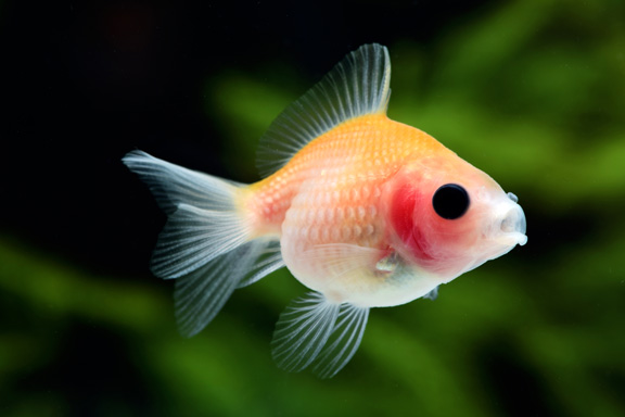 どんぶりにオススメの金魚　ピンポンパール