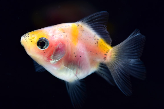 どんぶりにオススメの金魚　琉金