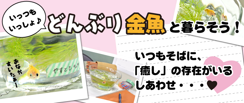 どんぶり金魚を飼おう