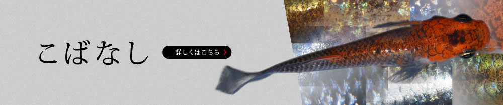 ΂Ȃ ڂ͂